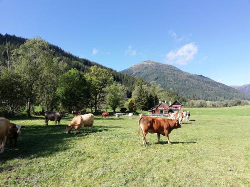 a group of cows grazing in a field at Almland Hütte in Pusterwald