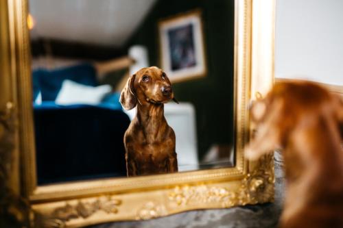 a reflection of a dog in a mirror at Quite Simply French in Lancaster