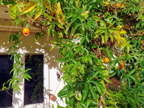 a bunch of oranges hanging from a tree at Tracebridge Cottage B&B in Stawley