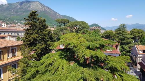 a tree in the middle of a city with a mountain at B&B IL CEDRO in Cava deʼ Tirreni