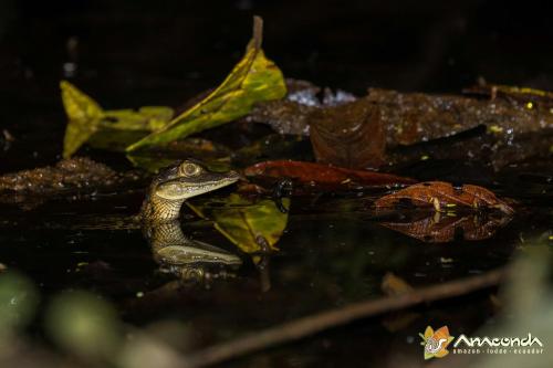 Gambar di galeri bagi Anaconda Lodge Ecuador di Ahuano