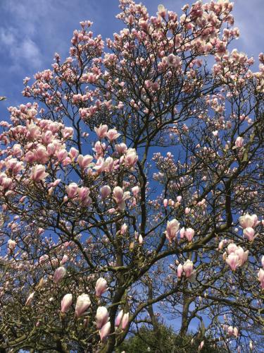 a flowering tree with pink flowers on it at 1 A Loft 5 Pers Familie 100qm Terrasse Düsselkdorf Köln in Kaarst