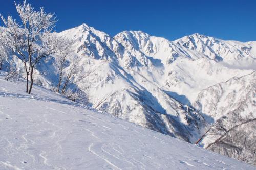 a snow covered mountain with a tree on a slope at 白馬パウダーマウンテン in Hakuba
