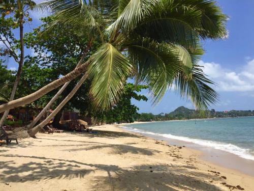 a palm tree on a sandy beach with the ocean at Coco Layma Villa, Samui in Lamai