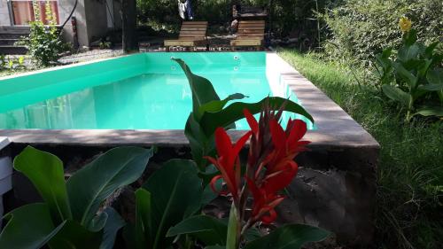 una piscina en un jardín con una planta roja en Cabaña Silvana en Bialet Massé