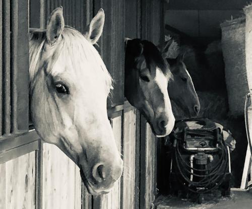 two horses are looking out of a stable at Boeren Biezen Bed Landelijk in Biezen