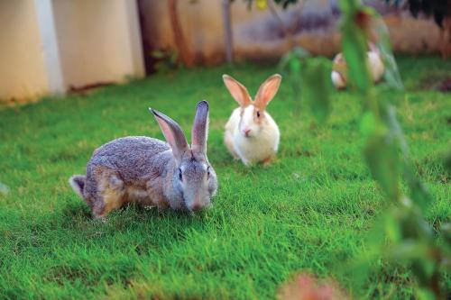 two rabbits sitting in the grass in a yard at Chettinadu Court- HERITAGE VIEW in Kānādukāttān