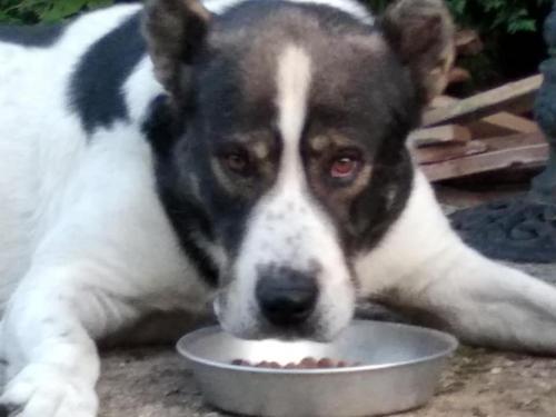 a black and white dog eating food out of a bowl at Kedra Village in Kédra