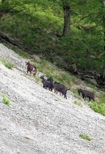 a group of animals walking up a hill at Apartment Pri Leju in Srpenica