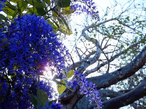 a bunch of blue flowers hanging from a tree at Salty's Kitesurf Village in Kilifi