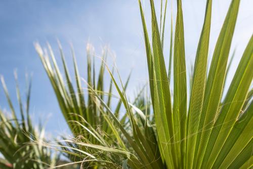 a close up of a green plant with the sky in the background at Nashos Bungalows in Spile