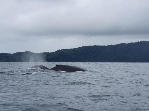 two elephants swimming in a body of water at Hotel Bahía Yubarta in Bahía Solano