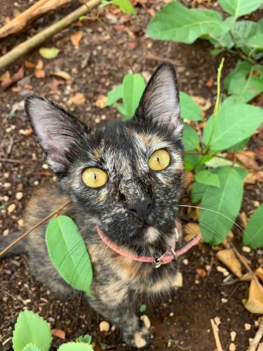 a kitten with yellow eyes laying in the dirt at Aldea Yuyu in Tulum