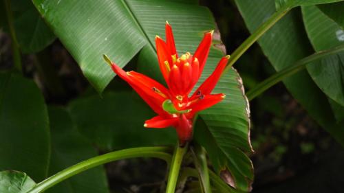 a red flower on a plant with green leaves at Hotel Bahía Yubarta in Bahía Solano