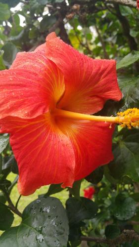 Pension de famille HITI MOANA VILLAにある庭