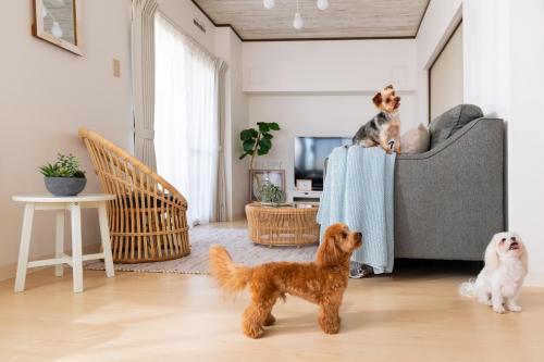 a group of dogs in a living room with a couch at Little Santa in Ginowan