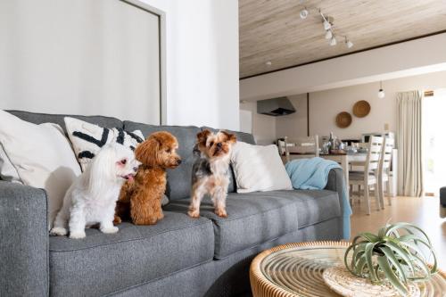 three dogs sitting on a couch in a living room at Little Santa in Ginowan