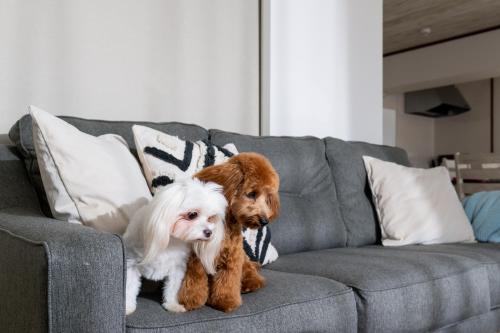 two dogs are sitting on a couch at Little Santa in Ginowan