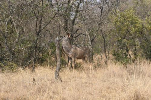 a large animal standing in a field with trees at Vilagama Game Lodge in Naboomspruit