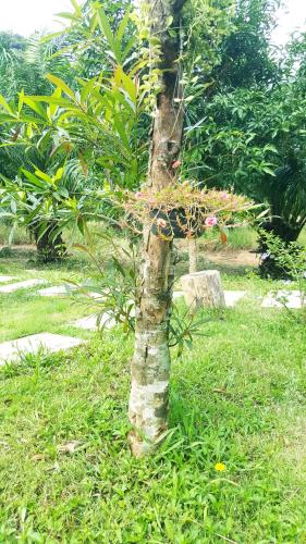 a small tree in the middle of the grass at Home No.9 in Ko Lanta