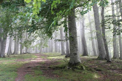 a path in a wooded area with trees at Apartamentos Zabalarena Basoa in Orbaiceta