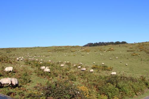 a herd of sheep grazing on a grassy field at Apartamentos Zabalarena Artzaia in Orbaiceta