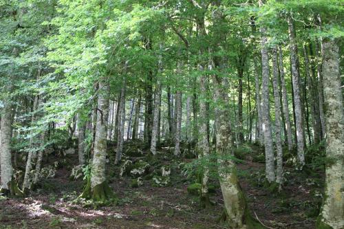 a wooded area with many trees and branches at Apartamentos Zabalarena Artzaia in Orbaiceta