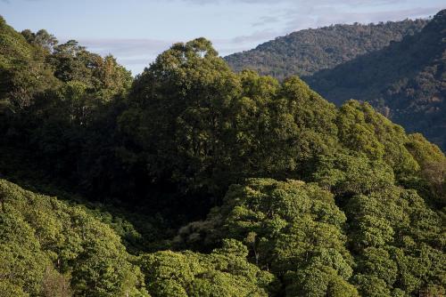 uma floresta cheia de árvores verdejantes em Cedrela Eco-Lodge & Restaurante em Copey