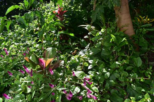 a garden with purple flowers and green plants at Les Antigones in Crève Coeur