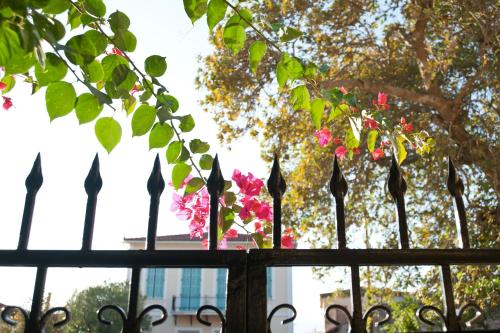 Κήπος έξω από το Elia Apartments Chrisso