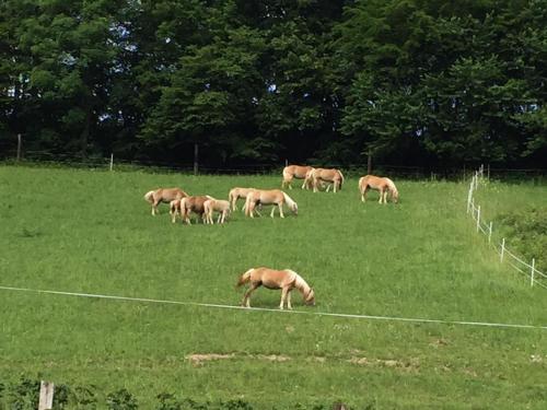 a herd of deer grazing in a field at Haflingerhof Luef in Bad Schönau