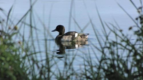 a duck swimming in the water on a lake at Hotel Le Caballin in Vogelgrun