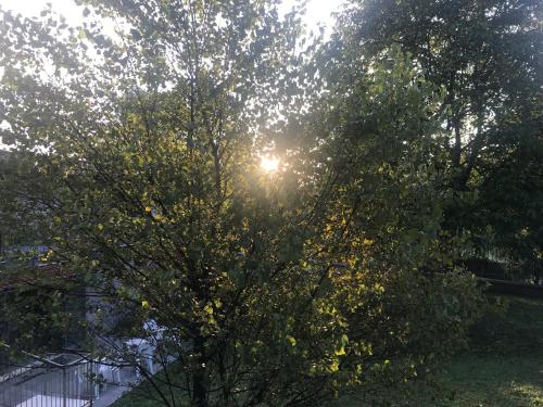 a tree with the sun shining through the leaves at B&B Oasi Vetoio in LʼAquila