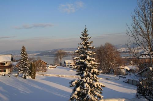 a snow covered christmas tree on top of a hill at Gasthof Zur Seeburg in Seekirchen am Wallersee