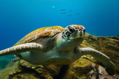 Animaux dans l'hôtel ou à proximité