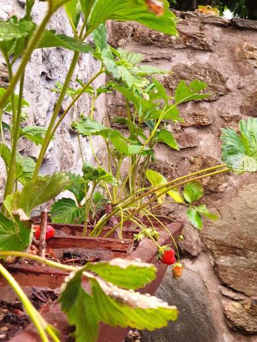 a plant with green leaves next to a stone wall at Alagonia Country Homes in Alagonía