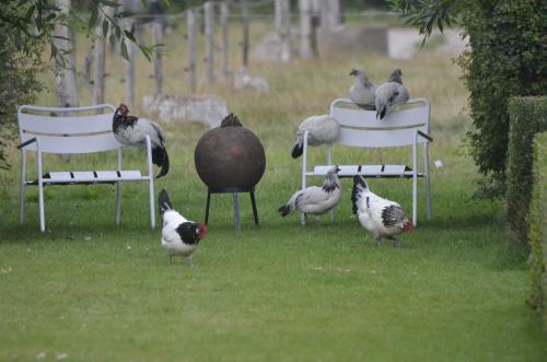 a group of birds standing in the grass near chairs at Stee 23 in Hertsberge