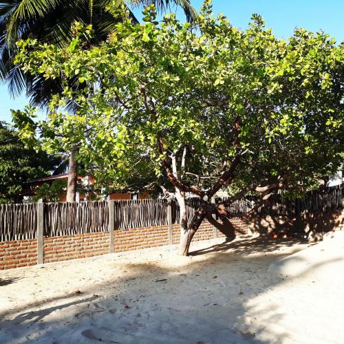 a tree in front of a fence at Chalé Morada da Fê in Praia de Moitas