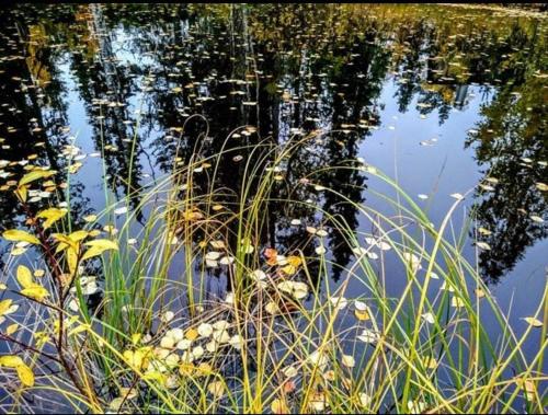 a reflection of trees in a body of water at Villa Karhuntähti in Luosto