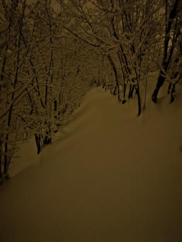 a group of trees covered in snow at night at l'igloo b&b in Sedico