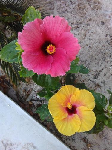 two pink and yellow hibiscus flowers in a garden at La Casa de Juan in Holbox Island