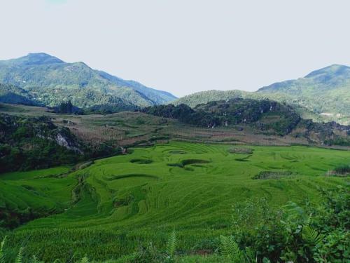 a green golf course with mountains in the background at SaPa Farmer House in Sa Pa