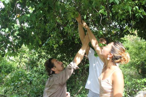 a group of people reaching up to pick leaves from a tree at Cham Island Smiles Homestay in Tân Hiệp