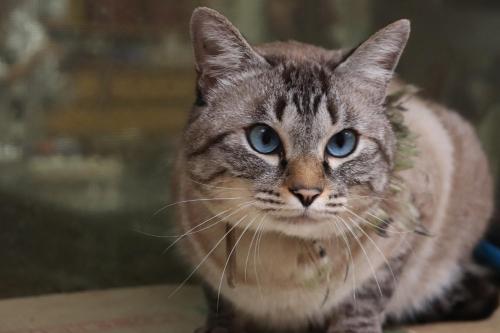 a cat with blue eyes sitting on a table at Temple Lodging Shukubo Kakurinbo in Minobu