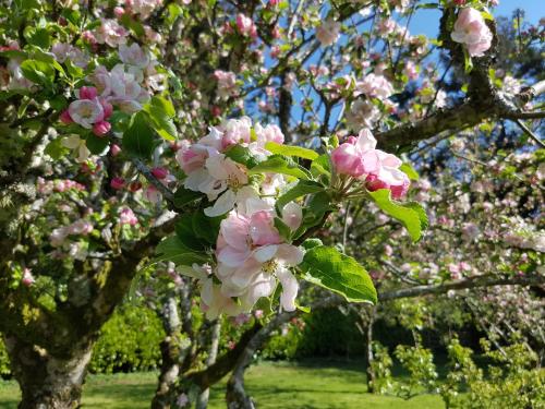a tree with pink flowers on it in a park at Great Trethew Hotel - Self Catering Lodges - Bar & Restaurant in Liskeard