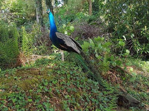 a peacock standing on a hill in a forest at Great Trethew Manor Hotel & Self Catering Lodges in Liskeard