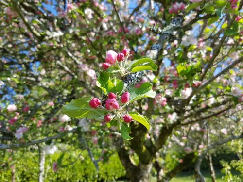 a branch of a tree with pink flowers on it at Great Trethew Hotel - Self Catering Lodges - Bar & Restaurant in Liskeard