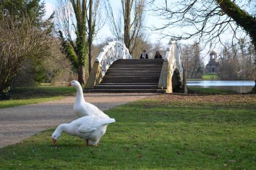 two white ducks standing on the grass near a bridge at Neu Heidelberg - Guesthouse & Apartments in Heidelberg