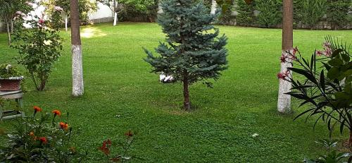a cat is playing with a christmas tree in a yard at Семеен хотел Къща Тодорови in Stara Zagora