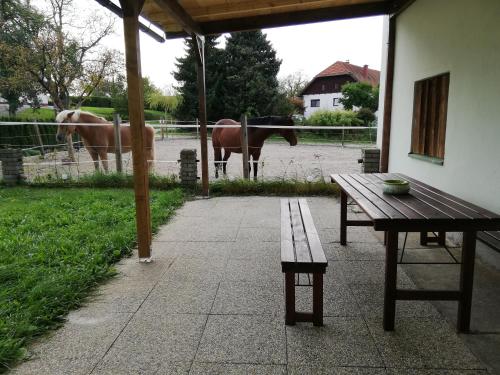 Animales en el apartamento o alrededores